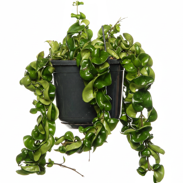 Rope Plant, Hoya Carnosa Compacta, Porcelain Flower – image 1