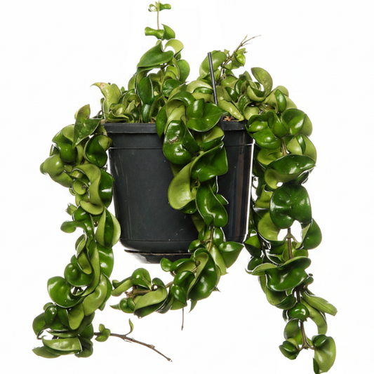 Rope Plant, Hoya Carnosa Compacta, Porcelain Flower – image 1