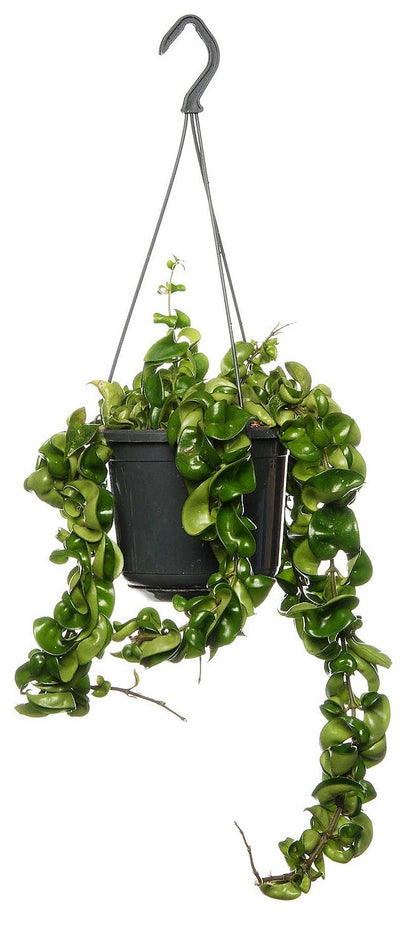 Rope Plant, Hoya Carnosa Compacta, Porcelain Flower – image 2