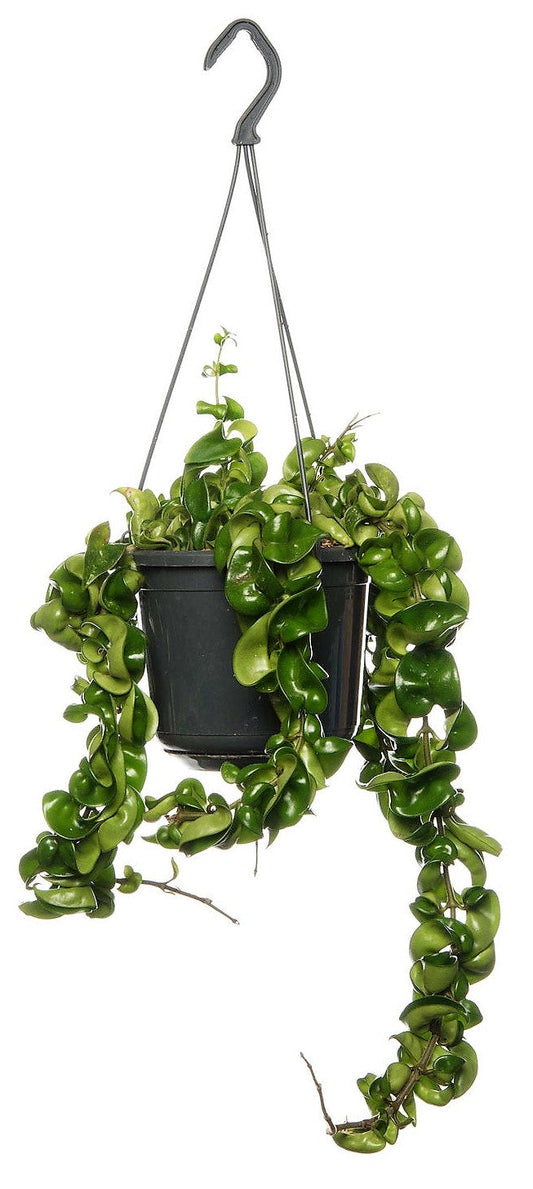 Rope Plant, Hoya Carnosa Compacta, Porcelain Flower – image 2
