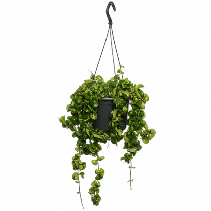Rope Plant, Hoya Carnosa Compacta, Porcelain Flower – image 4