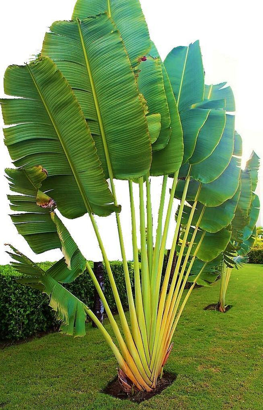 Ravenala Madagascariensis, Traveller’s Palm – image 2