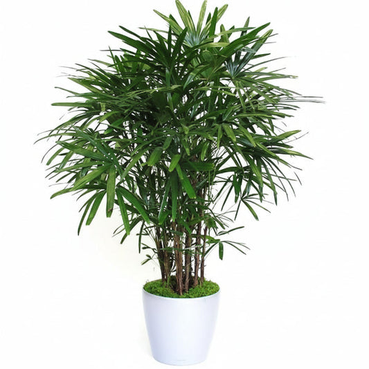 Lady Palm, Rhapis Excelsa,  Miniature Fan Palm – image 2