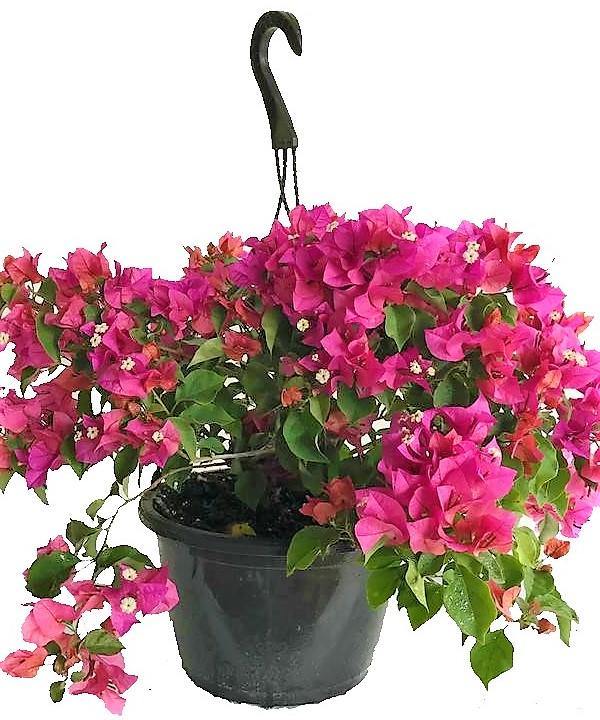 Bougainvillea Pink Pixie – image 3