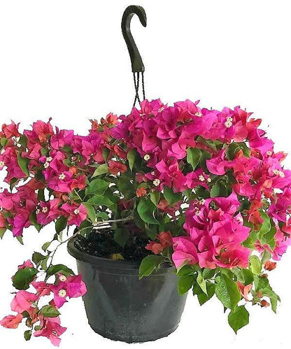 Bougainvillea Pink Pixie – image 3