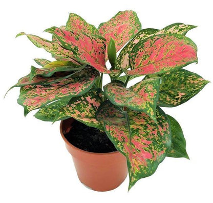 Aglaonema sp, Lady Valentine – image 2