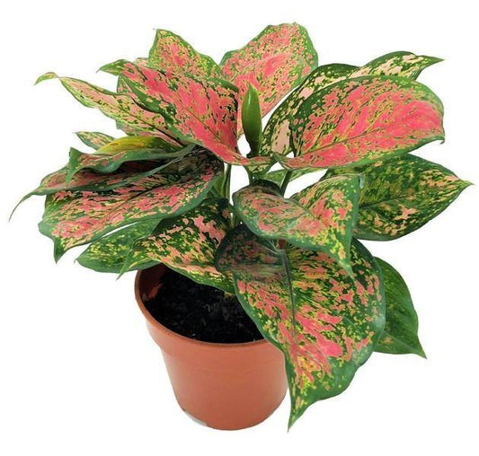 Aglaonema sp, Lady Valentine – image 2