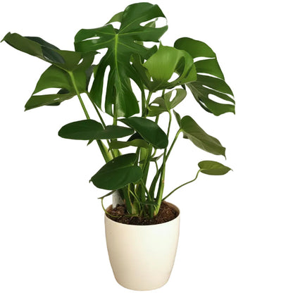 Swiss Cheese Plant, Monstera Deliciosa , The Hurricane – image 3