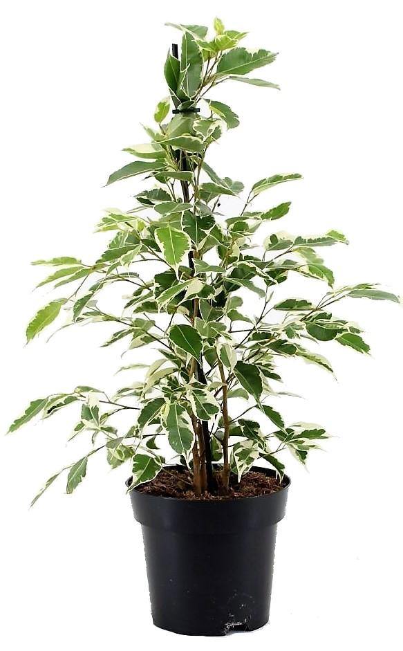 Ficus Benjamina, Twilight – image 3