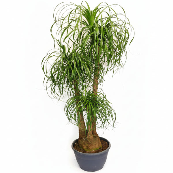 Elephant’s Foot, Beaucarnea Recurvata, Ponytail Palm – image 1