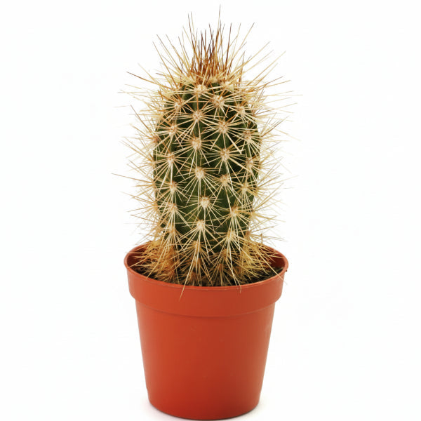 Pachy Cactus – image 4