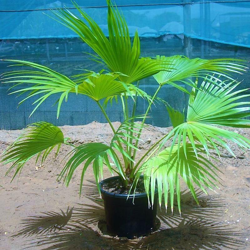 Chinese Fan Palm, Livistona Chinensis, Fountain Palm – image 3