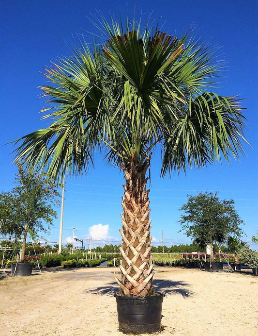 Sabal Palm, Sabal palmetto, Cabbage Palmetto, Carolina Palmetto – image 2