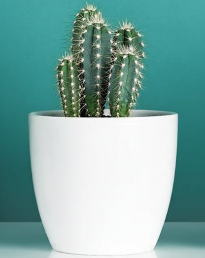 Peruvian Cactus, Cereus Peruvianus – image 3