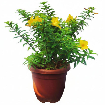 Allamanda Cathartica, Golden Trumpet – image 3