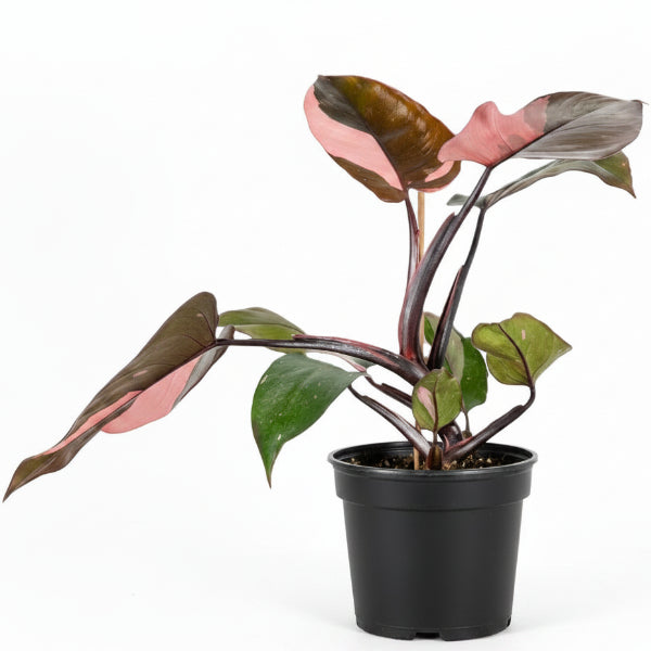 Philodendron Pink Princess – image 3