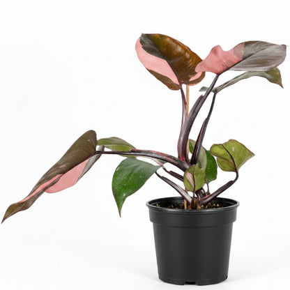 Philodendron Pink Princess – image 3