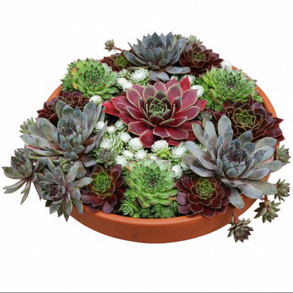 Hens & Chicks, Sempervivum, Houseleeks Mixed – image 2