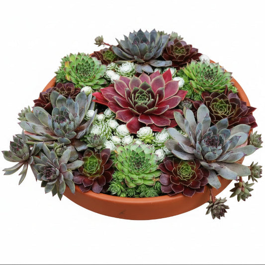 Hens & Chicks, Sempervivum, Houseleeks Mixed – image 2