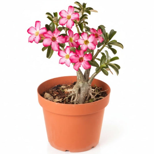 Adenium Obesum, Desert Rose – image 2