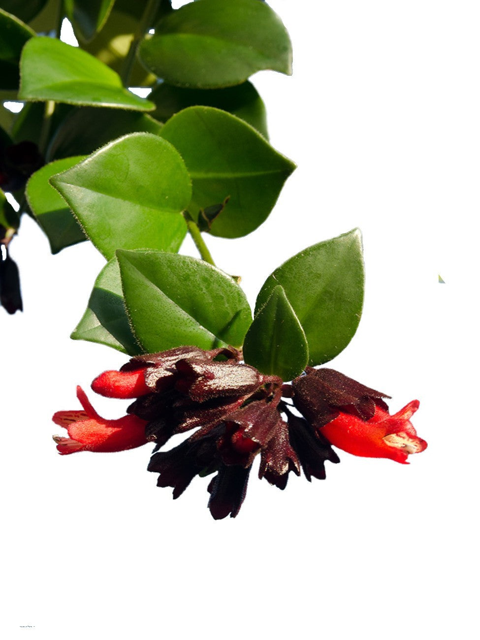 Mona Lisa, Aeschynanthus, Lipstick – image 5