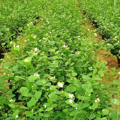 Jasminum sambac, The Arabian Jasmine, Mogra, Motia – image 6