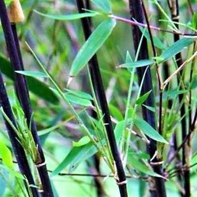 Bambus Green, Tropical Bamboo – image 6