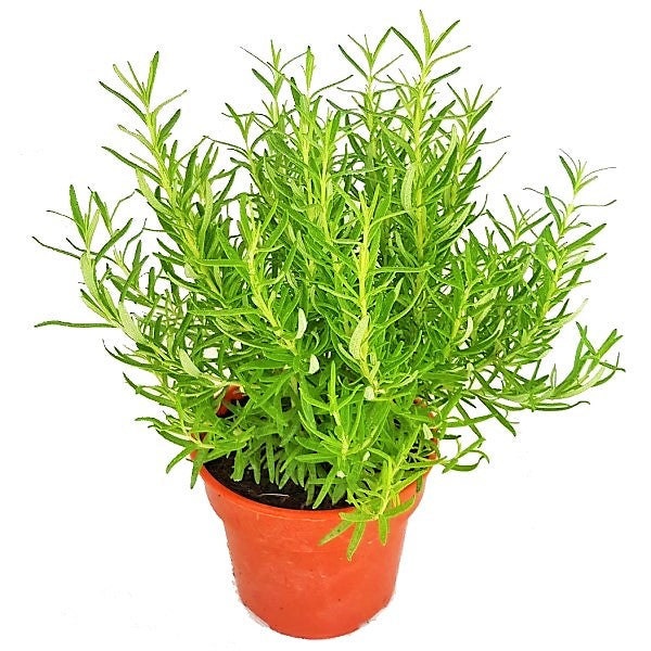 Rosmarinus Officialis, Rosemary Herb Outdoor – image 1