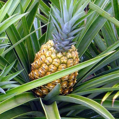 Pineapple, Ananas Comosus – image 3