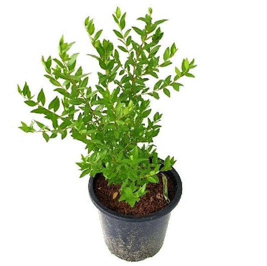 Myrtle, Myrtus Communis – image 2