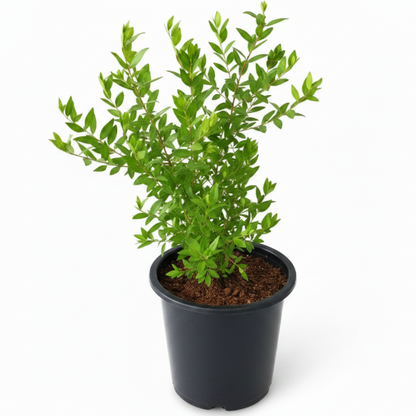 Myrtle, Myrtus Communis – image 8