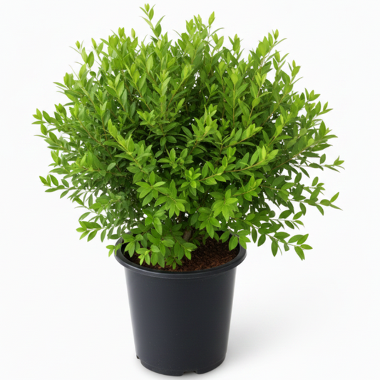 Myrtle, Myrtus Communis – image 1