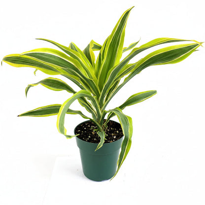 Dracaena Deremensis, Warneckii small – image 1