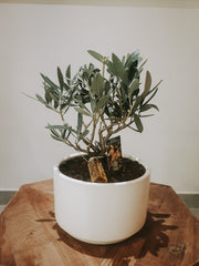 Olive Tree (Olea europaea) - product image 3