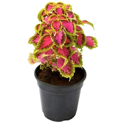 Coleus Mix per piece (small) – image 4