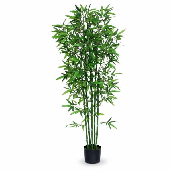 Bambusa multiplex, Chinese Dwarf Bamboo – image 1