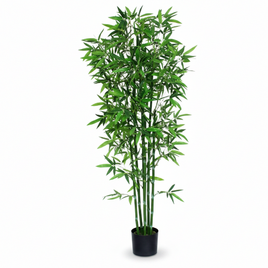 Bambusa multiplex, Chinese Dwarf Bamboo – image 1