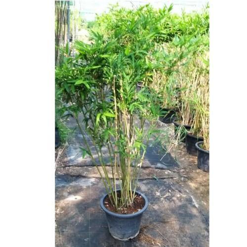 Bambusa multiplex, Chinese Dwarf Bamboo – image 3
