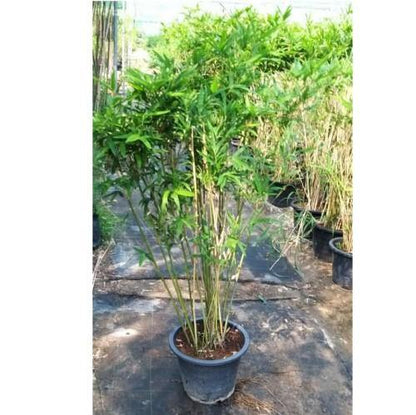 Bambusa multiplex, Chinese Dwarf Bamboo – image 3