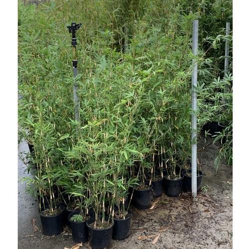 Bambusa multiplex, Chinese Dwarf Bamboo – image 6