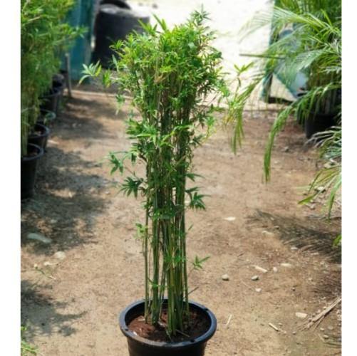 Bambusa multiplex, Chinese Dwarf Bamboo – image 4