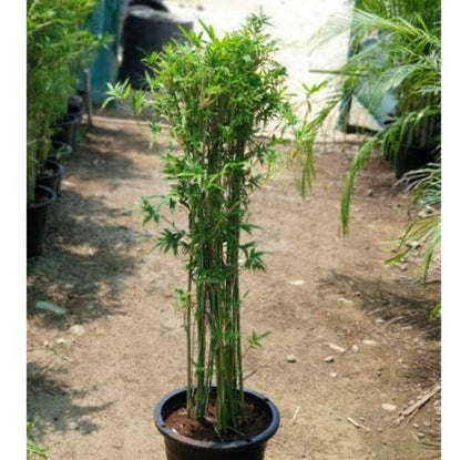 Bambusa multiplex, Chinese Dwarf Bamboo – image 4