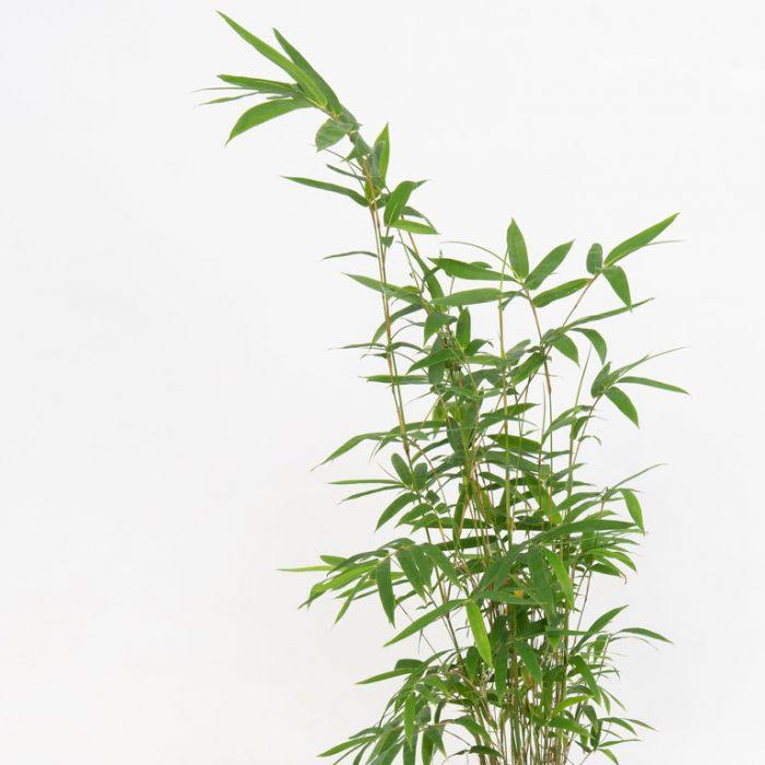 Bambusa multiplex, Chinese Dwarf Bamboo – image 5