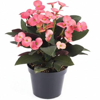 Euphorbia Milii, Crown Of Thorns – image 3