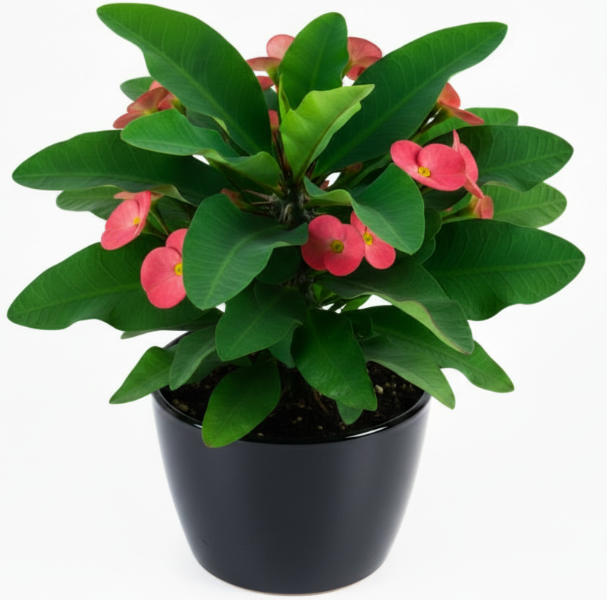 Euphorbia Milii, Crown Of Thorns – image 4