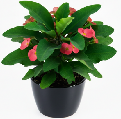 Euphorbia Milii, Crown Of Thorns – image 4