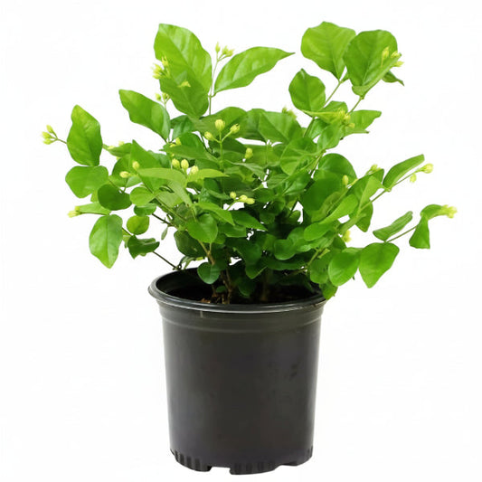 Jasminum sambac, The Arabian Jasmine, Mogra, Motia – image 2