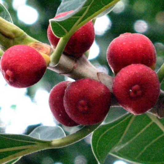 Ficus Benghalensis, Banyan Fig – image 2