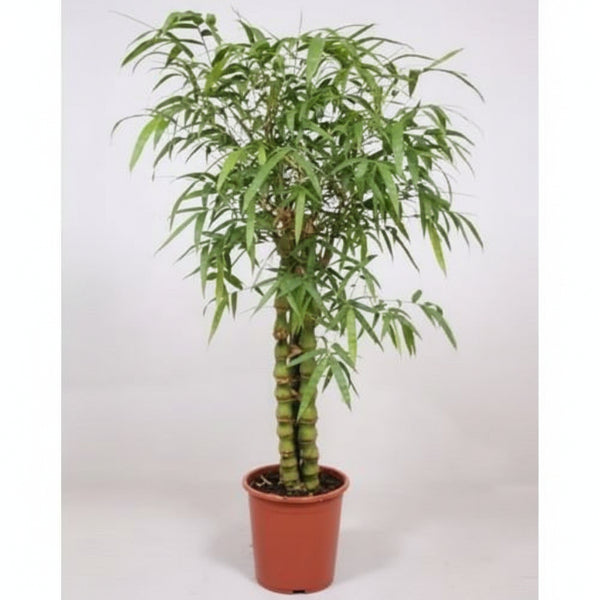 Bambusa Ventricosa, Buddha Belly Bamboo – image 5