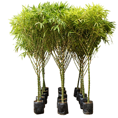 Bambusa Ventricosa, Buddha Belly Bamboo – image 3